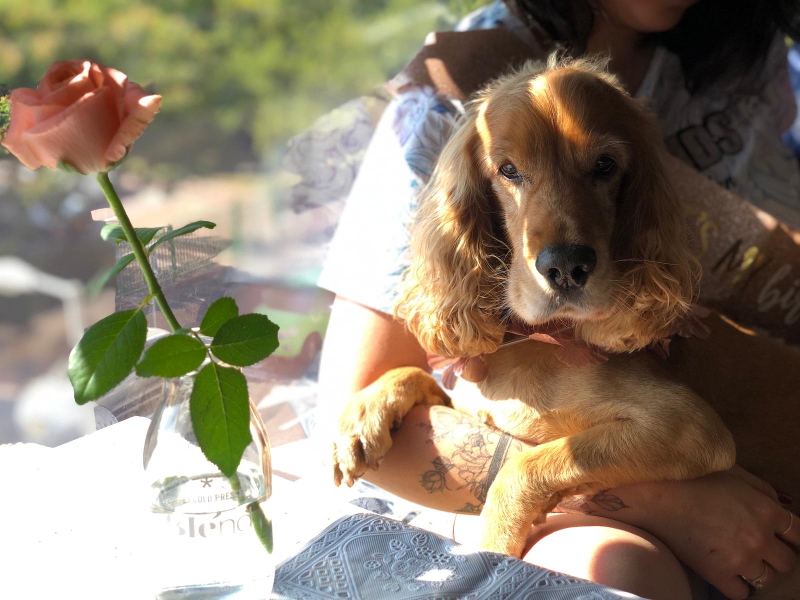 שיר ולילך אדמן